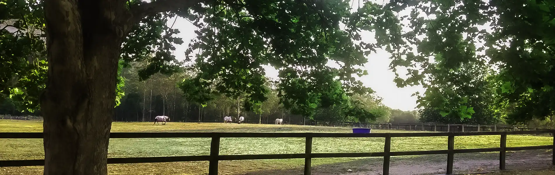 agistment_yarramalong_12