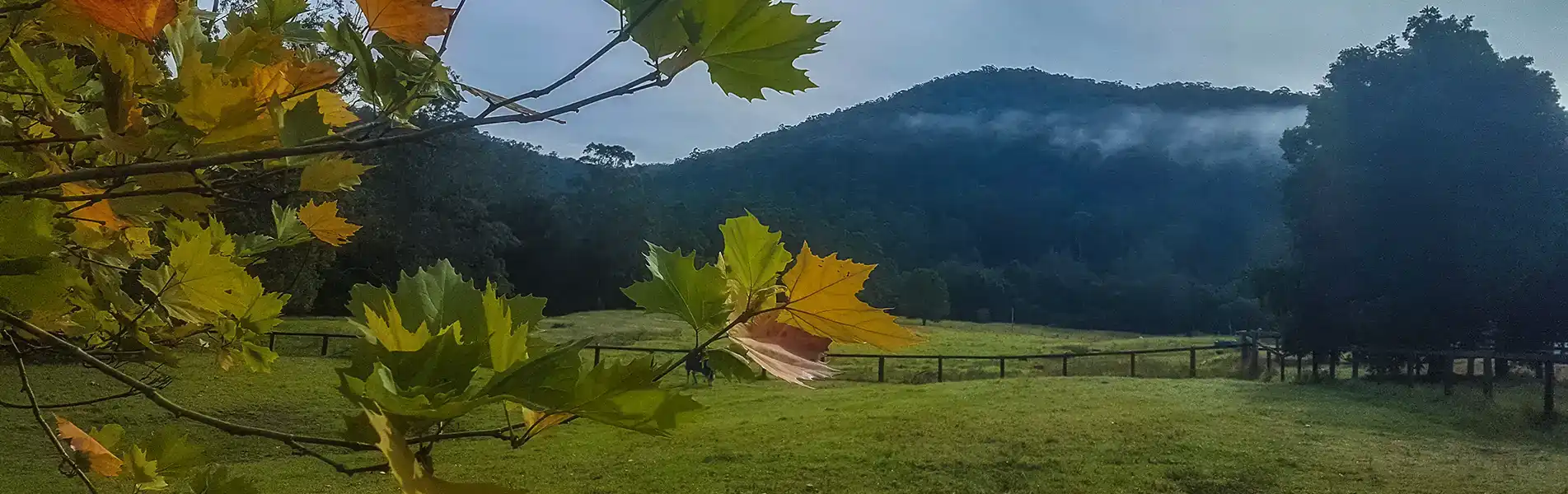 faodail_farm_agistment_yarramalong1